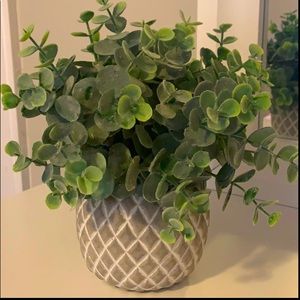 Grey and White Cute Plant 🌱